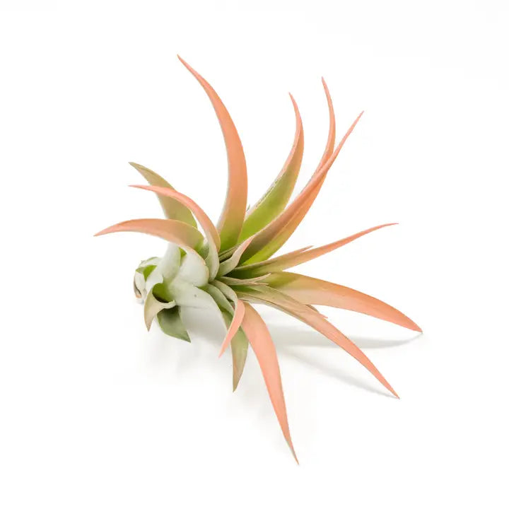 Tillandsia Brachycaulos Abdita Color Enhanced Air Plants