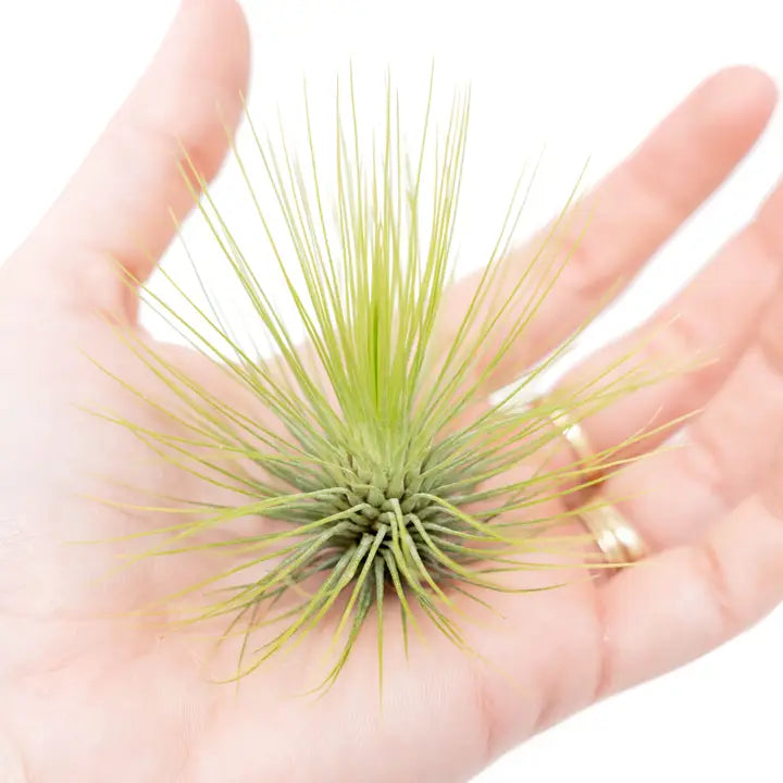 Tillandsia Andreana Air Plant