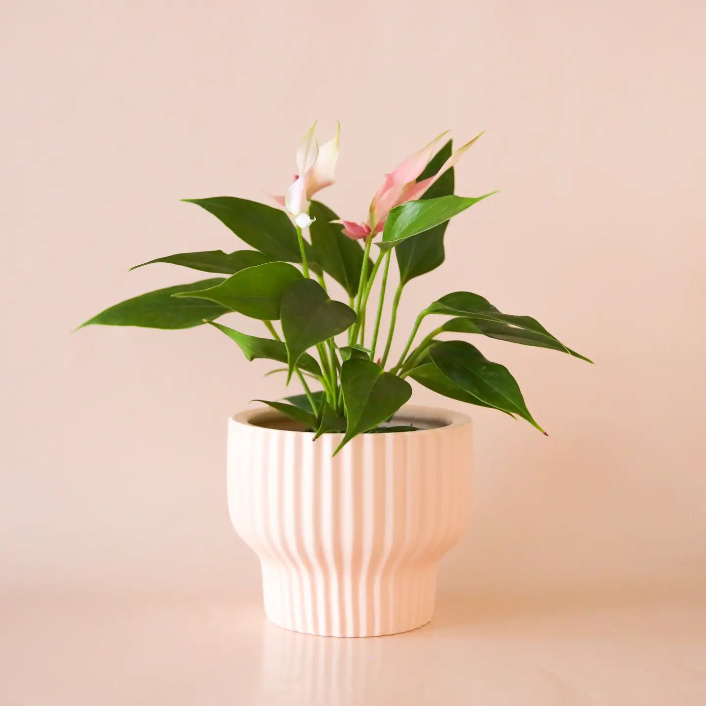 Presley Pedestal Pot - 4.5 Inch