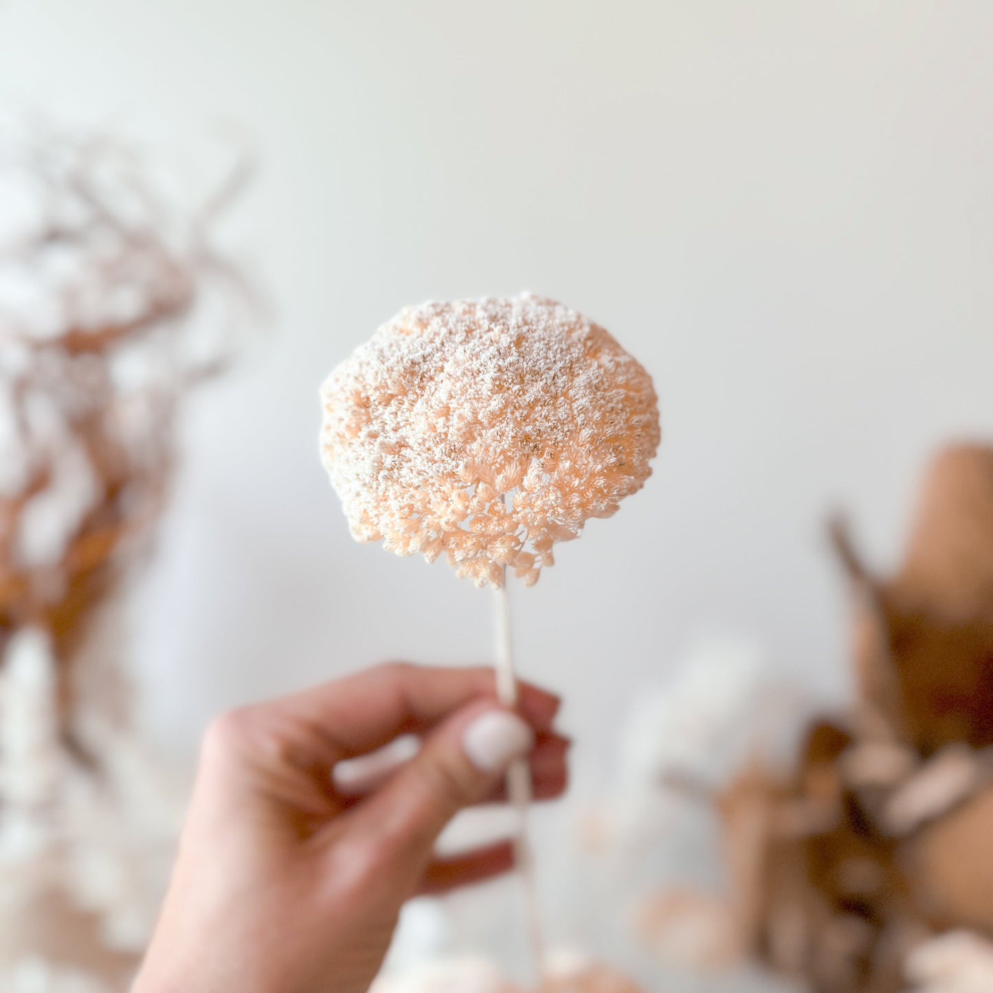 Dry Bar | Yarrow