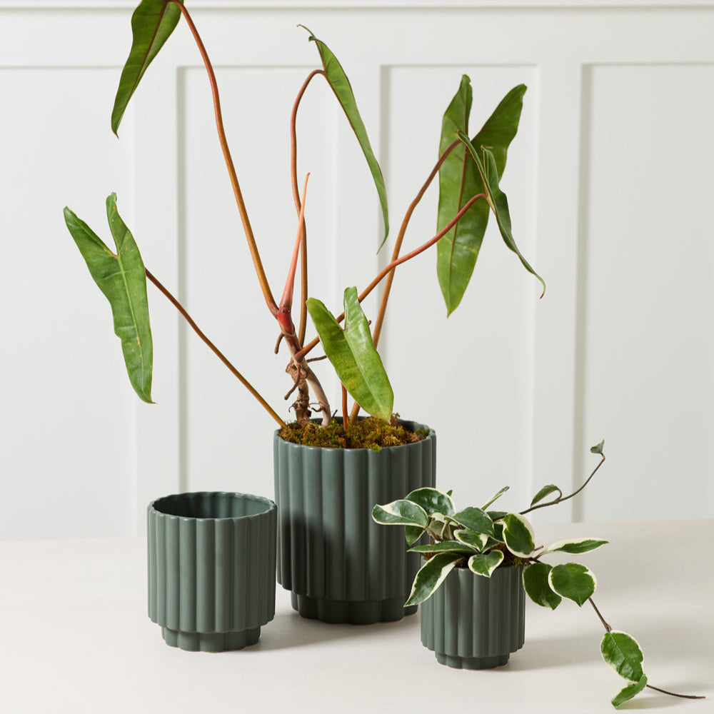 Carmen Pot
