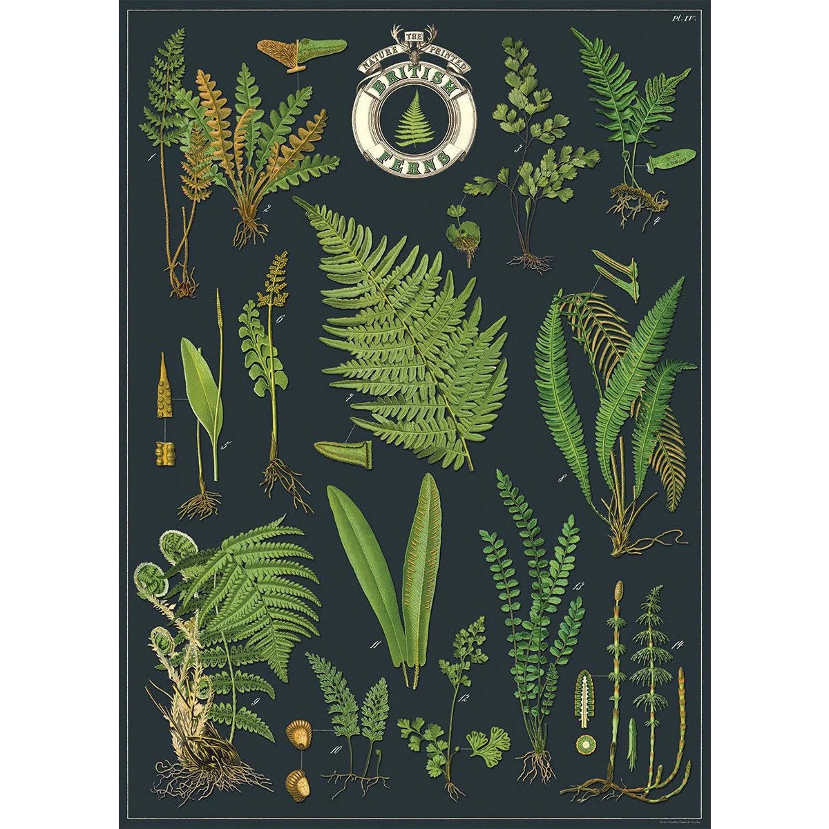 Cavallini Co Vintage Wrap Sheets