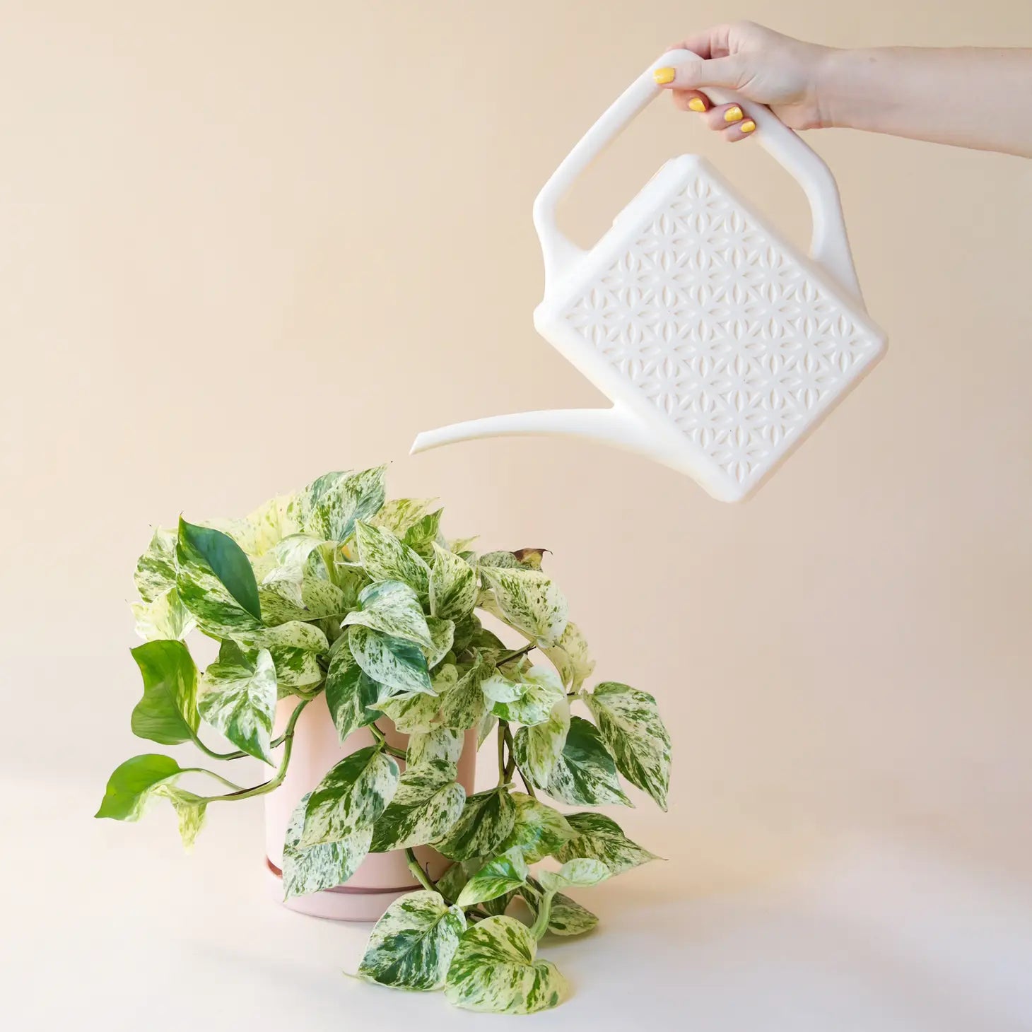 Breeze Block Watering Can in White, watering large plant