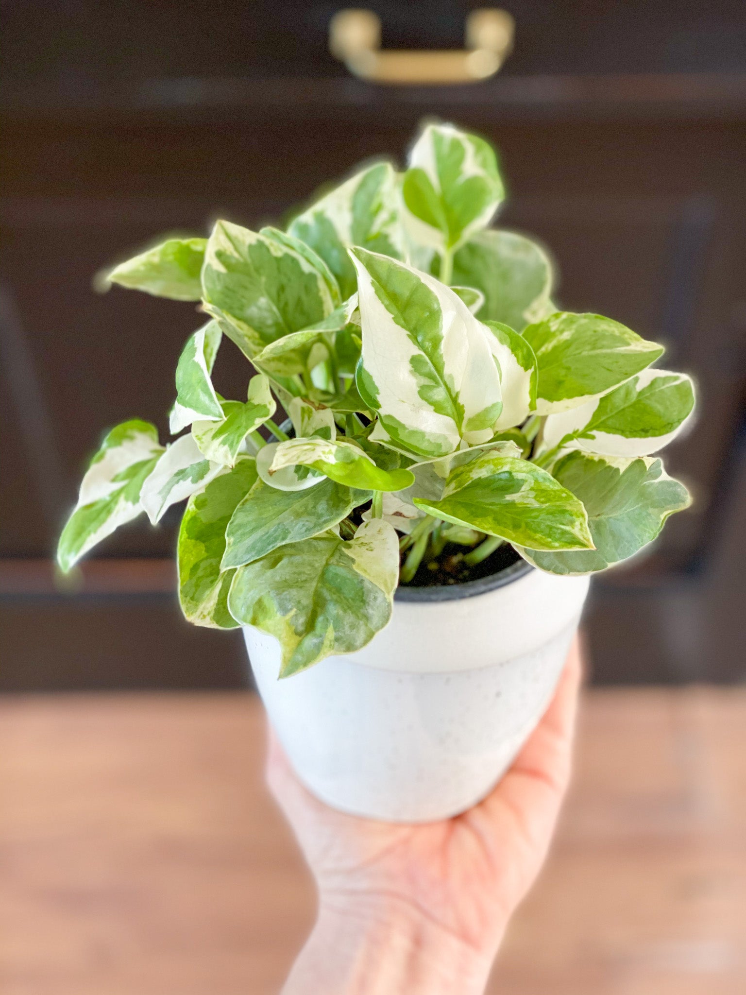 pothos jade green Pearls and Jade Pothos Nursery 4"
