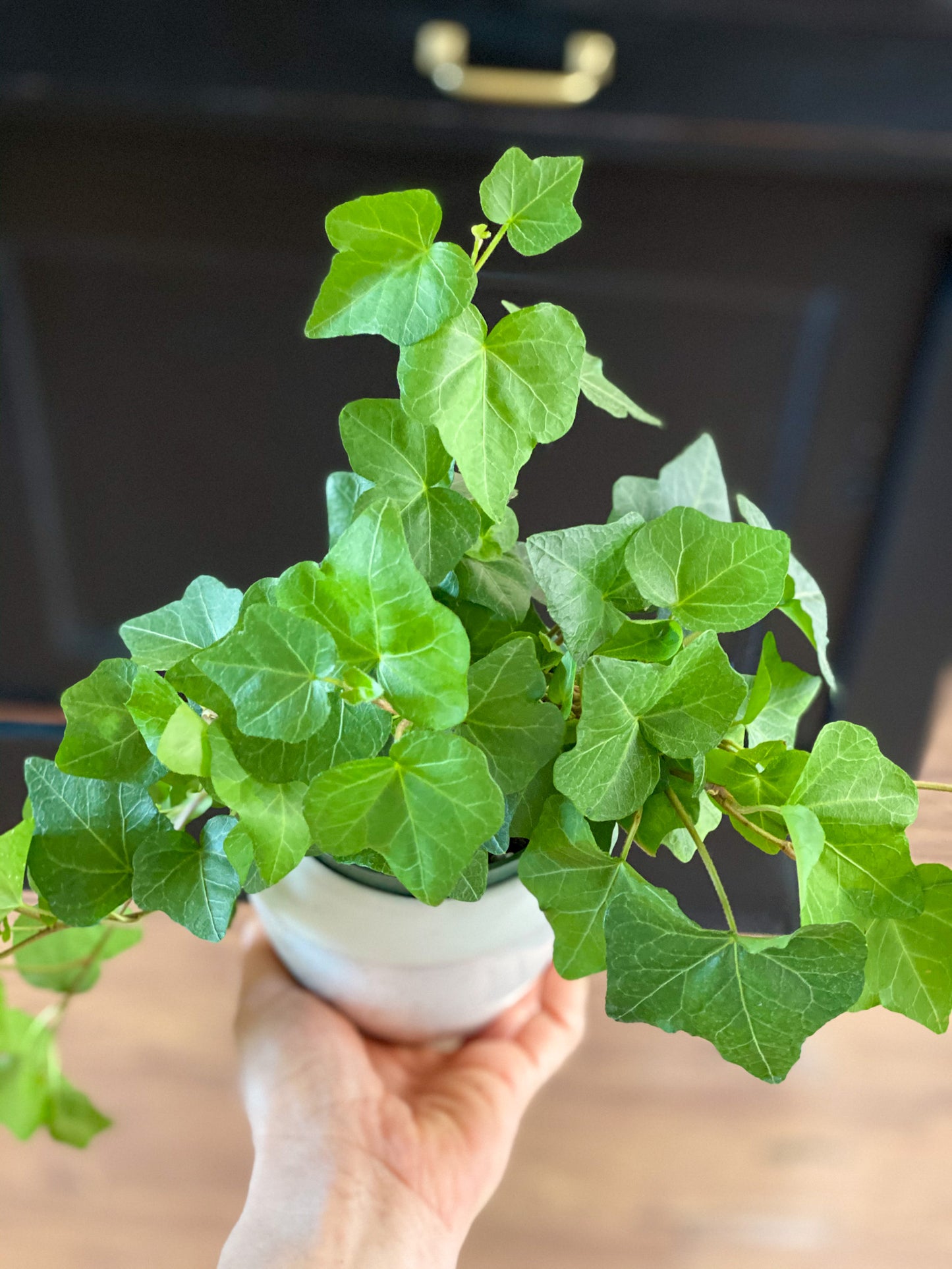 English Ivy