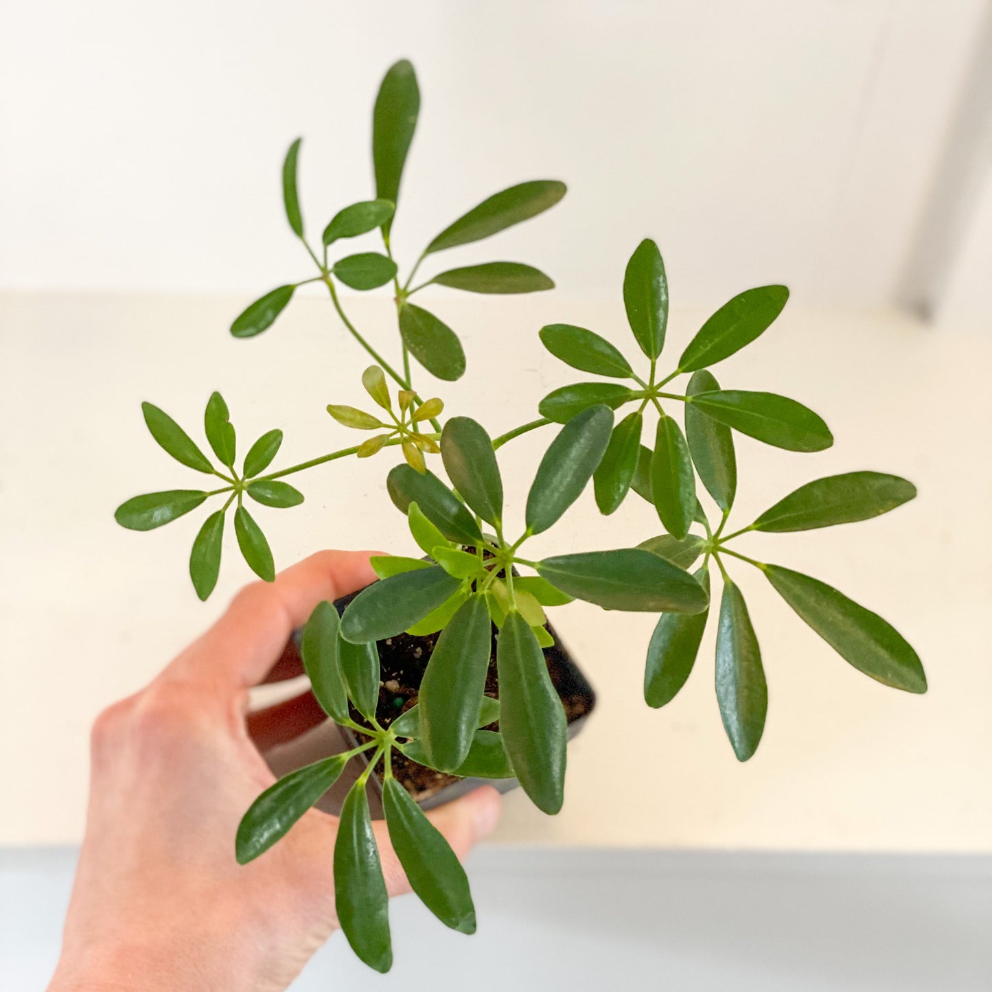 Umbrella Plant
