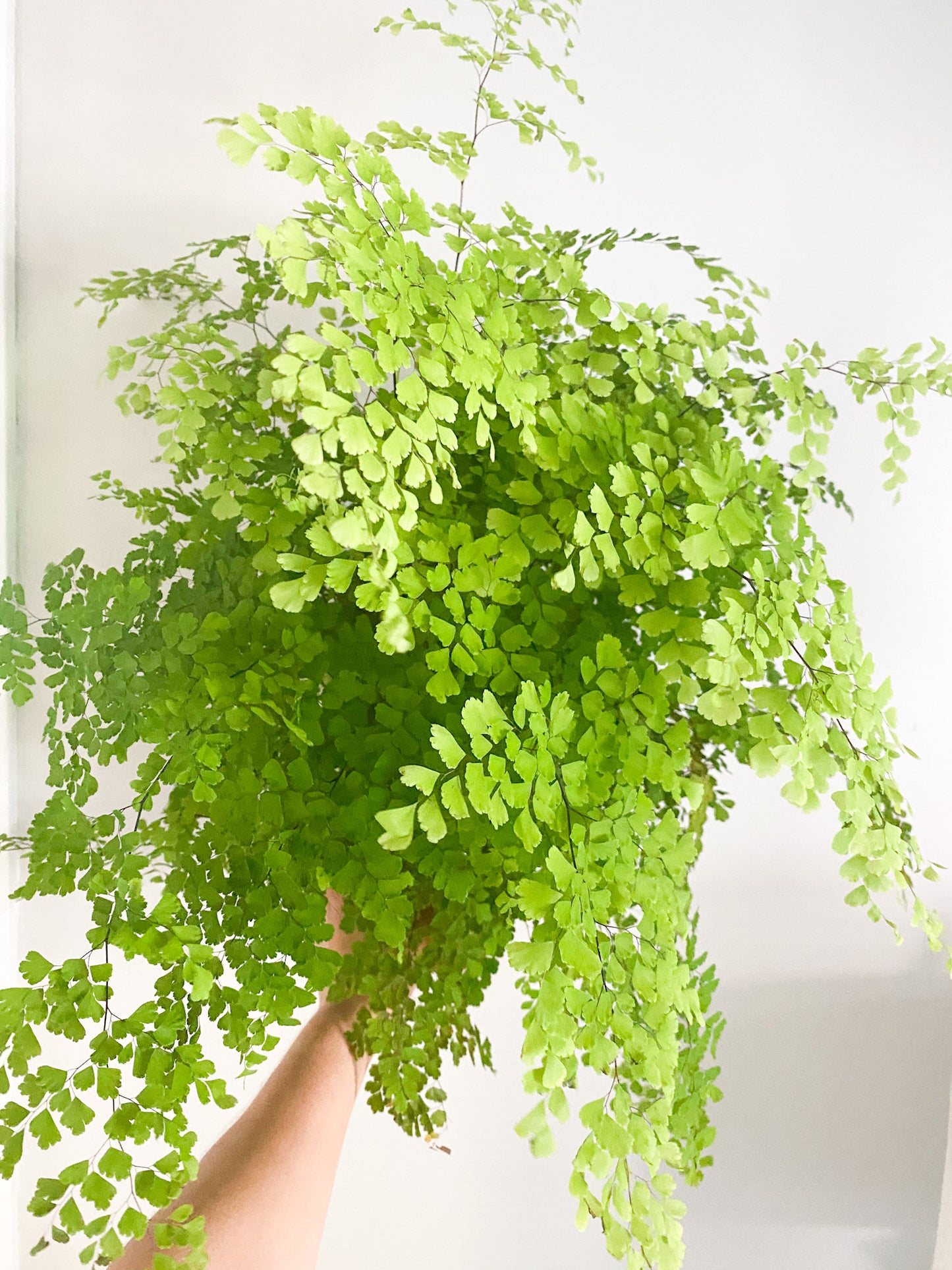 maidenhair fern in sunlight