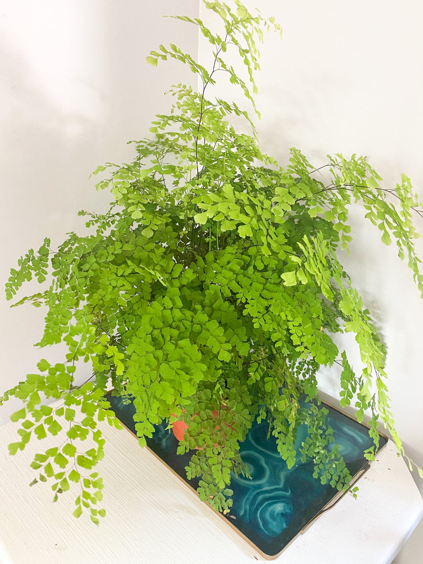 Maidenhair Fern