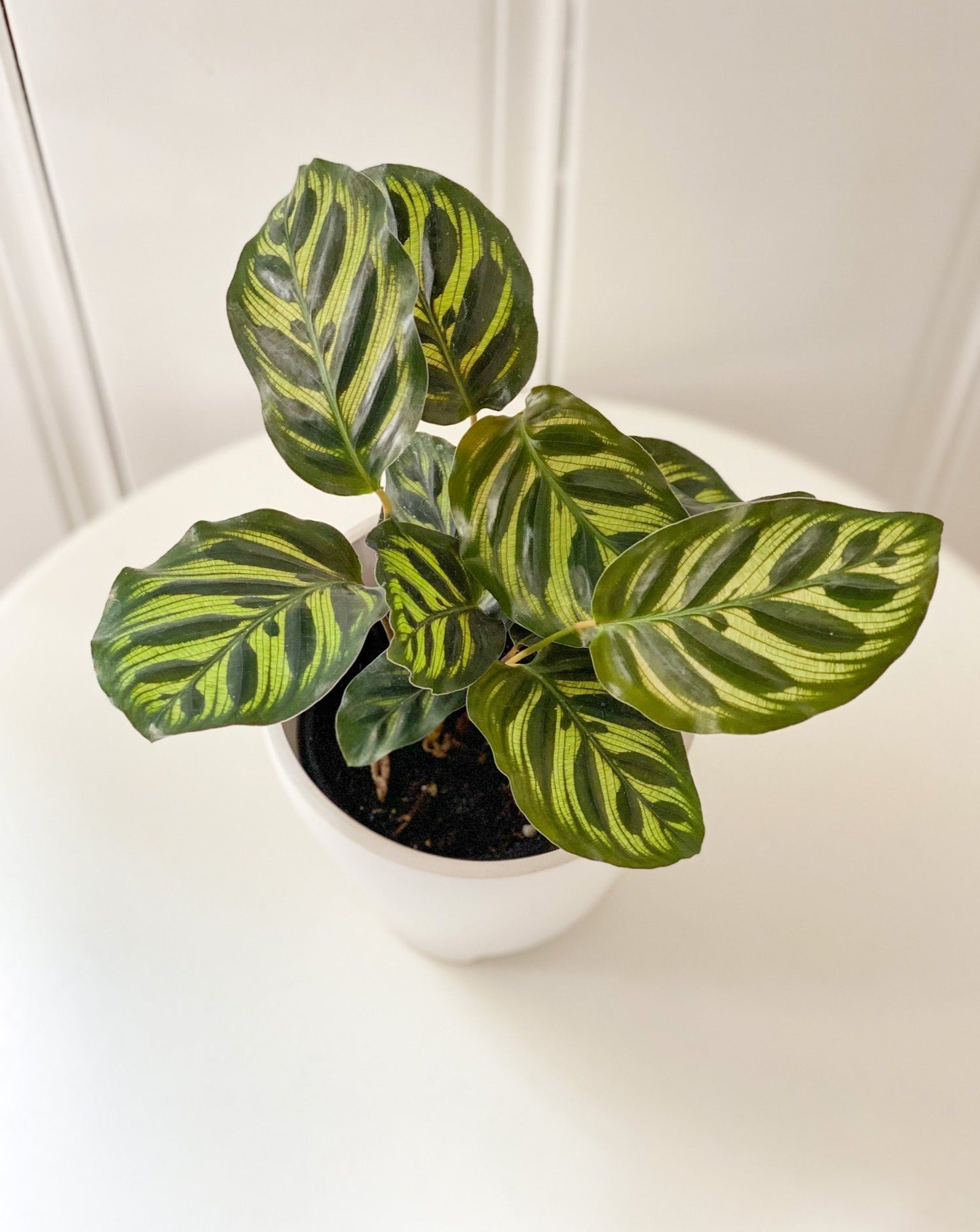 peacock plant seeds Peacock Calathea