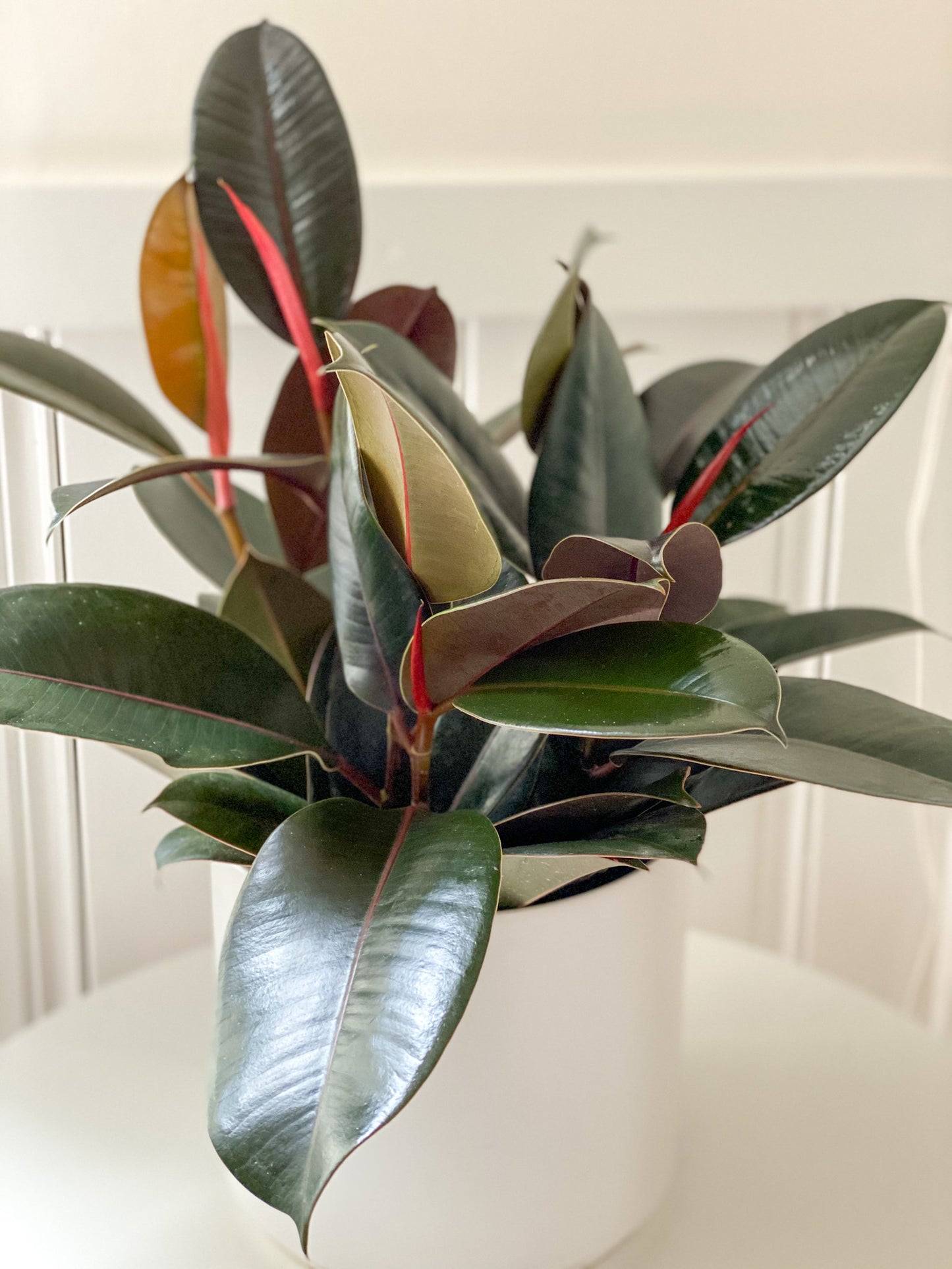 Rubber Tree in Ceramic Pot