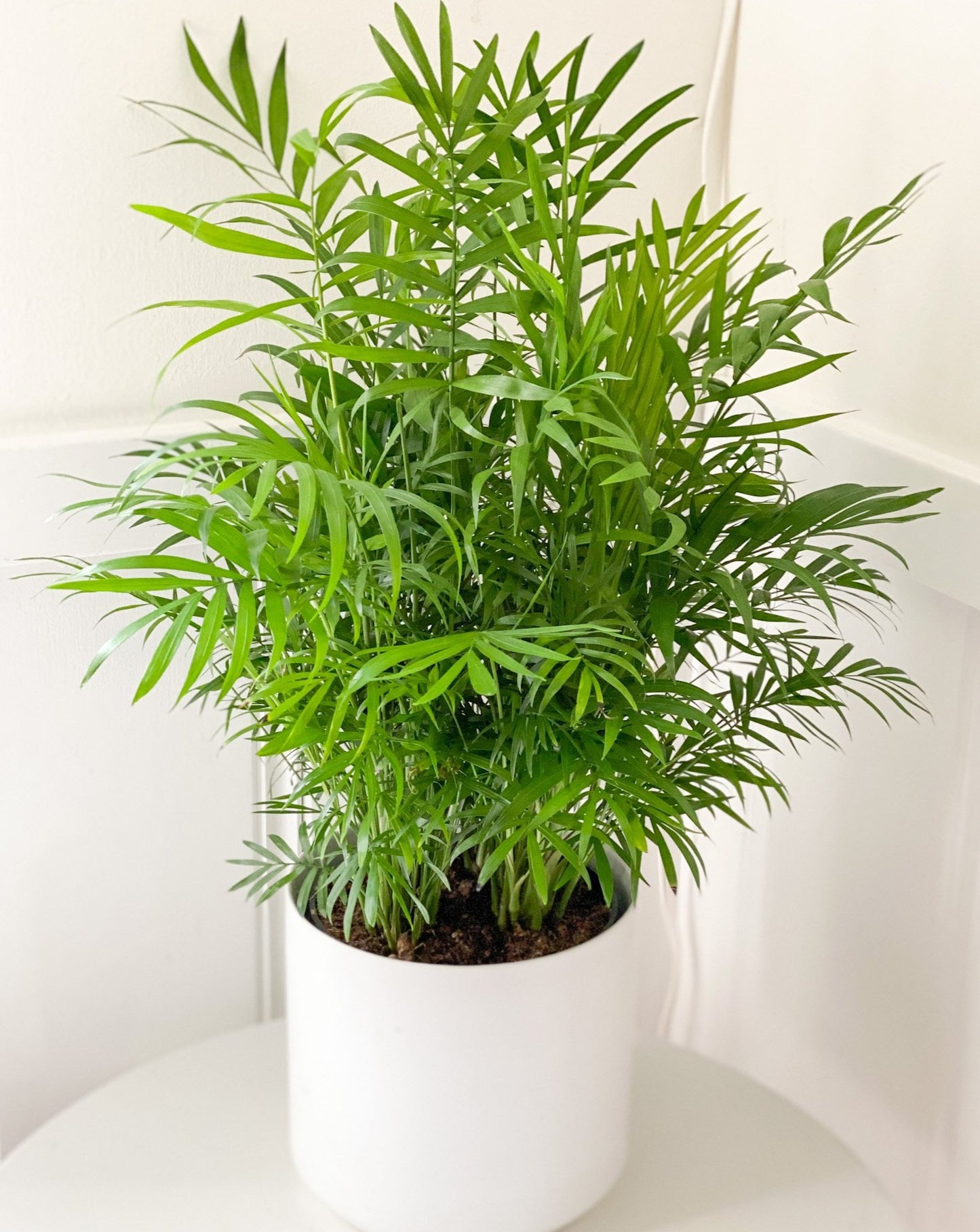 6" Bella Palm