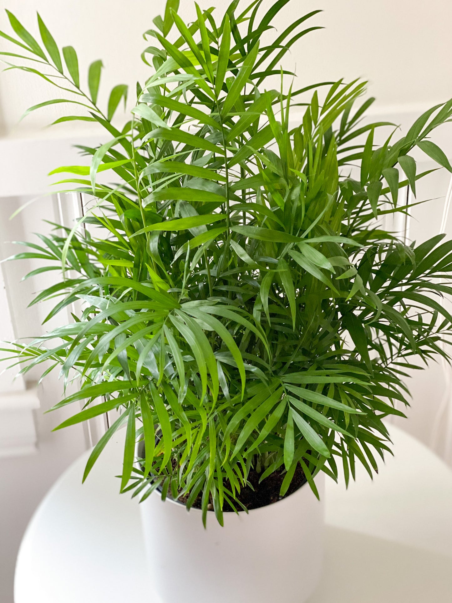 6" Bella Palm