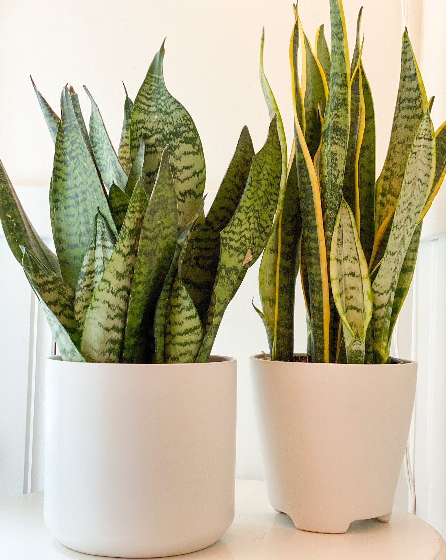 6 inch snake plant 6" Snake Plant – Fiori and Fern