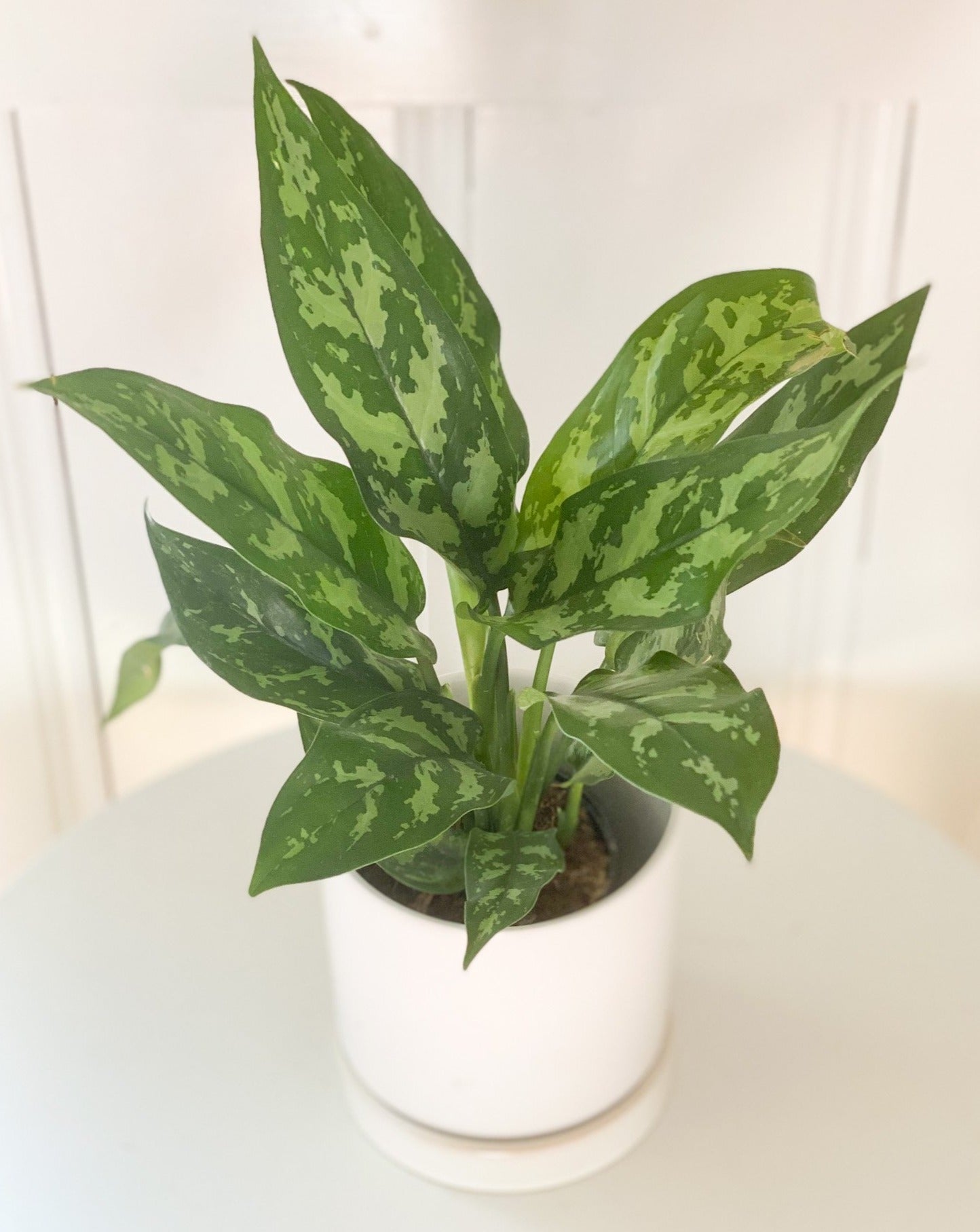 aglaonema china Aglaonema (Chinese evergreen) – Fiori and Fern