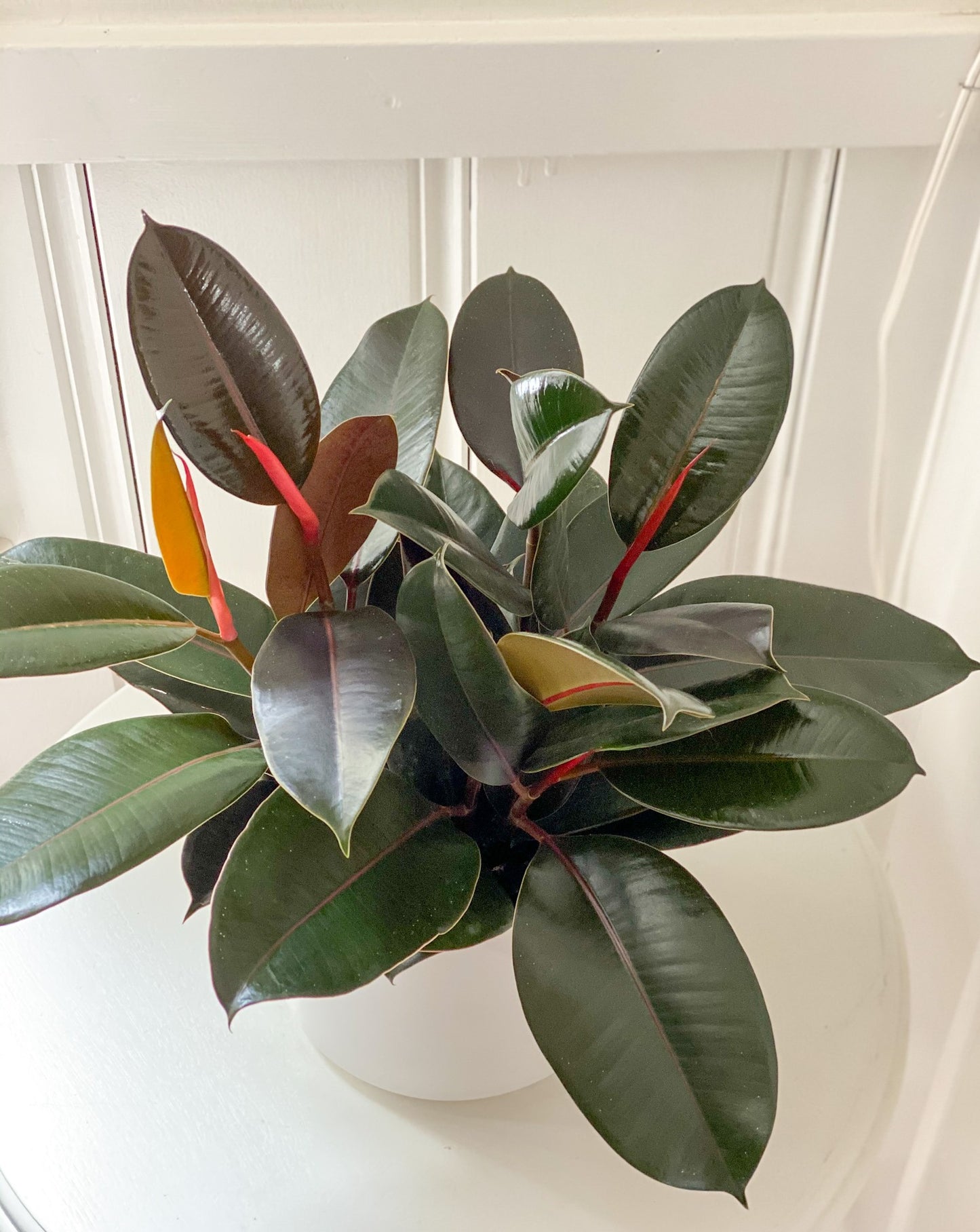 Burgundy Rubber Tree