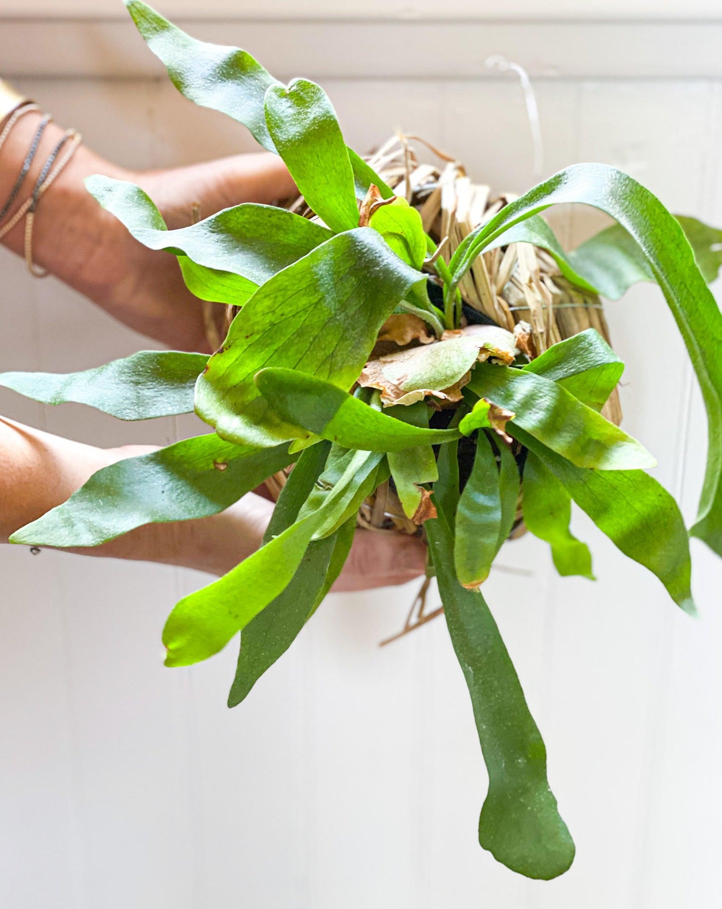 Staghorn Fern