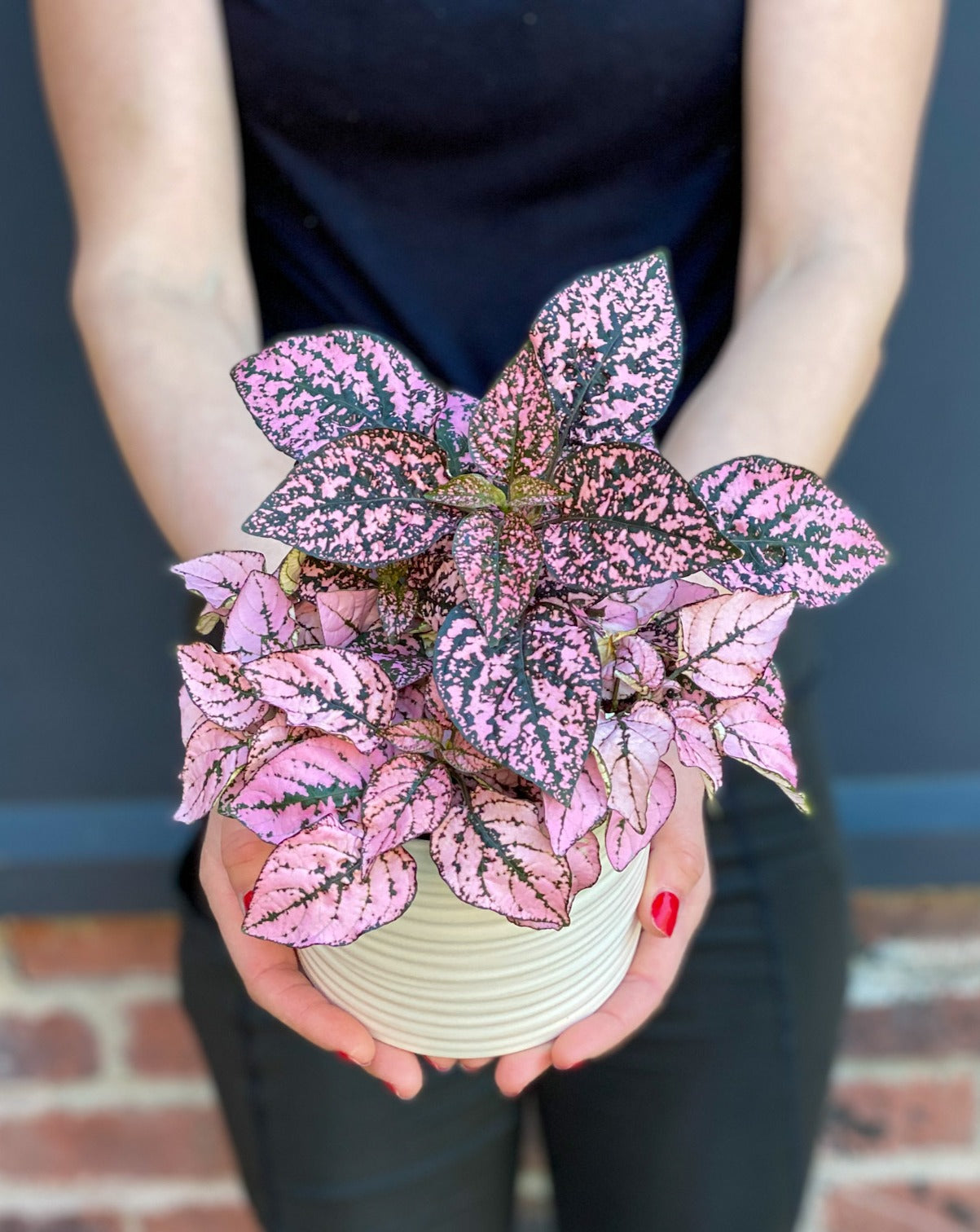polka dot plant pot 4” Polka Dot Plant