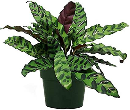 Rattle Snake Calathea