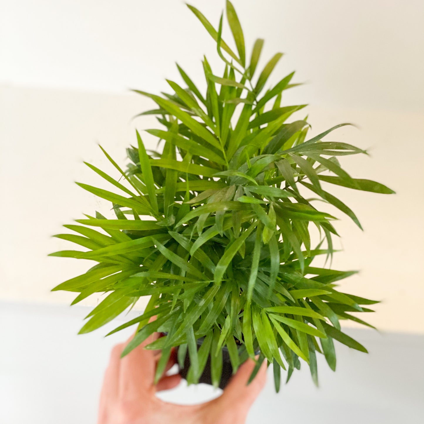 4" Bella Palm