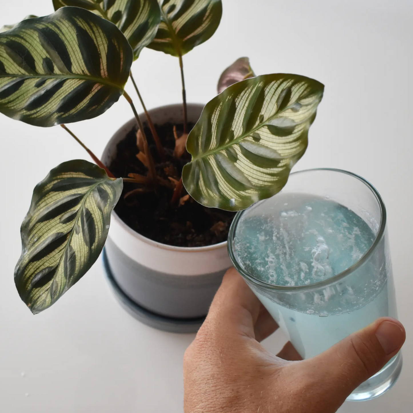 Instant Plant Food Tablets