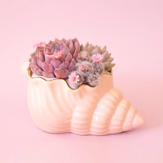 Siren Shell Planter