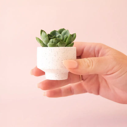 Speckle Footed Pot