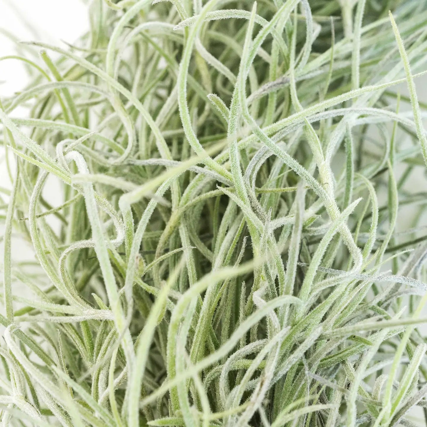 Colombia Thick Spanish Moss - Tillandsia Usneoides