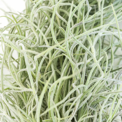 Colombia Thick Spanish Moss - Tillandsia Usneoides