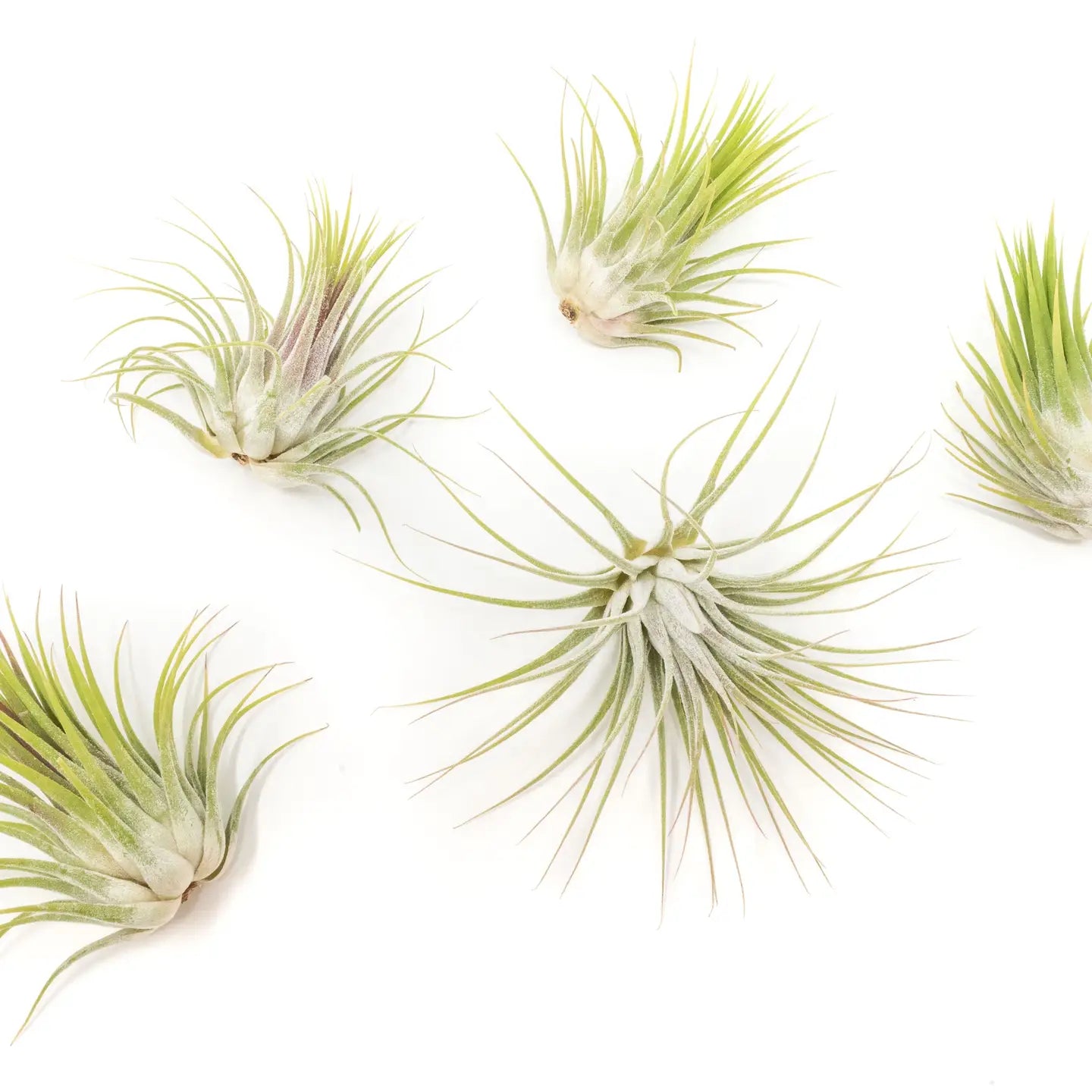 Tillandsia Ionantha Guatemala Air Plants