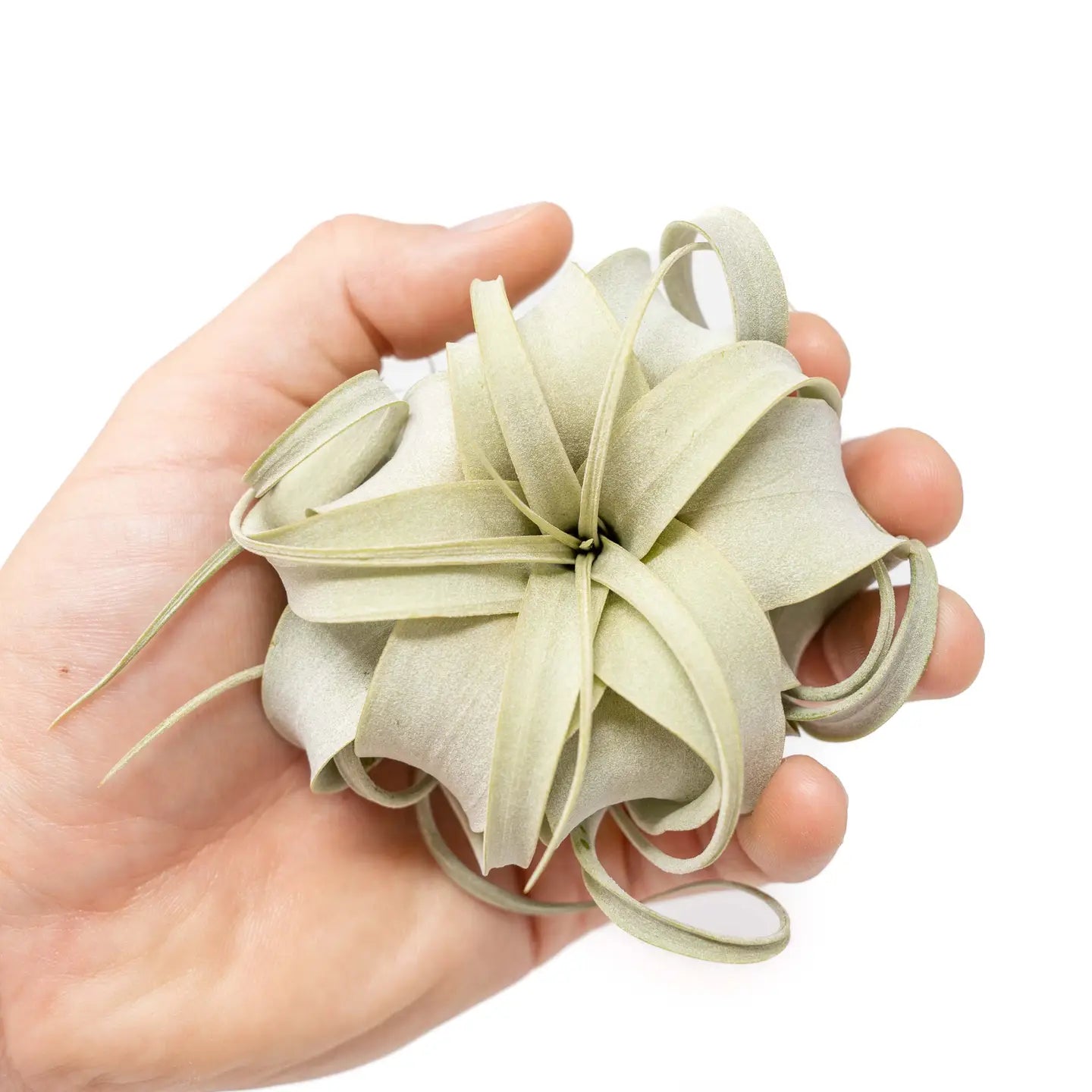 Tillandsia Xerographica Air Plants