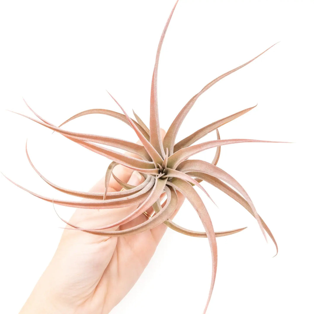 Large Tillandsia Capitata Peach Air Plant