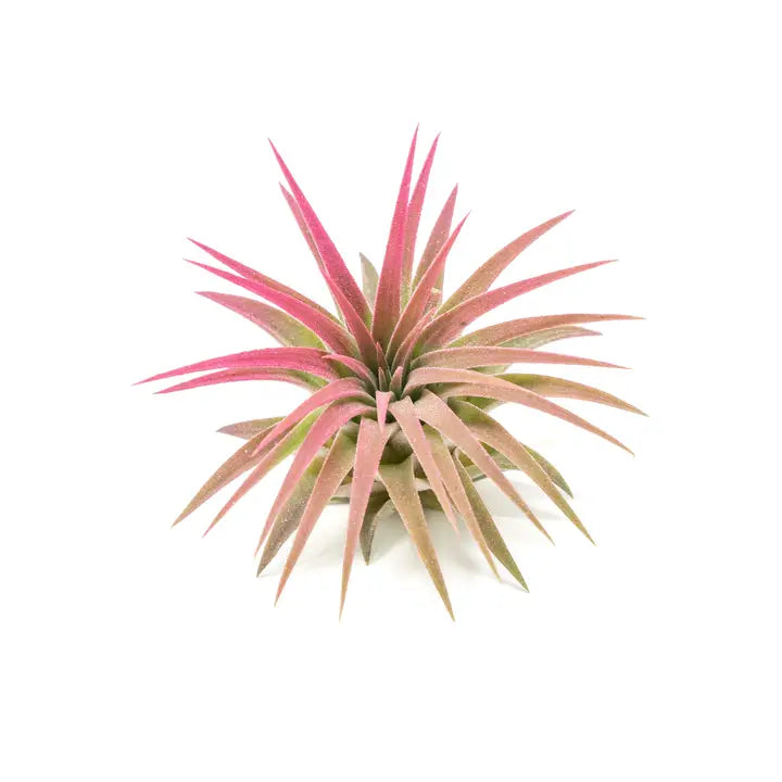 Tillandsia Ionantha Rubra Color Enhanced Air Plants