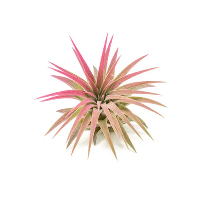 Tillandsia Ionantha Rubra Color Enhanced Air Plants