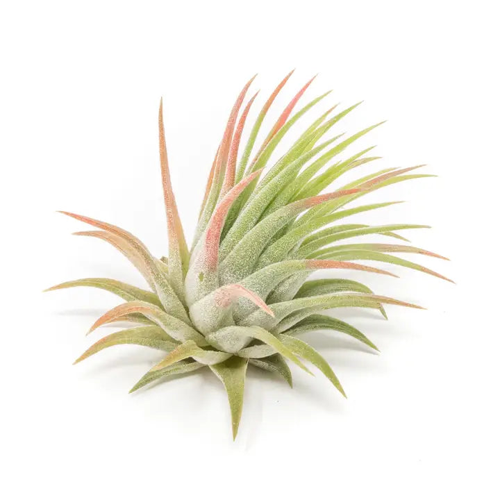Tillandsia Ionantha Rubra Air Plants