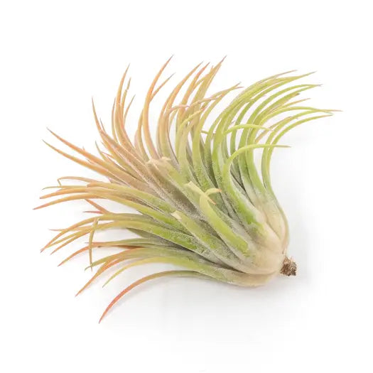Large Tillandsia Ionantha Rubra Air Plants