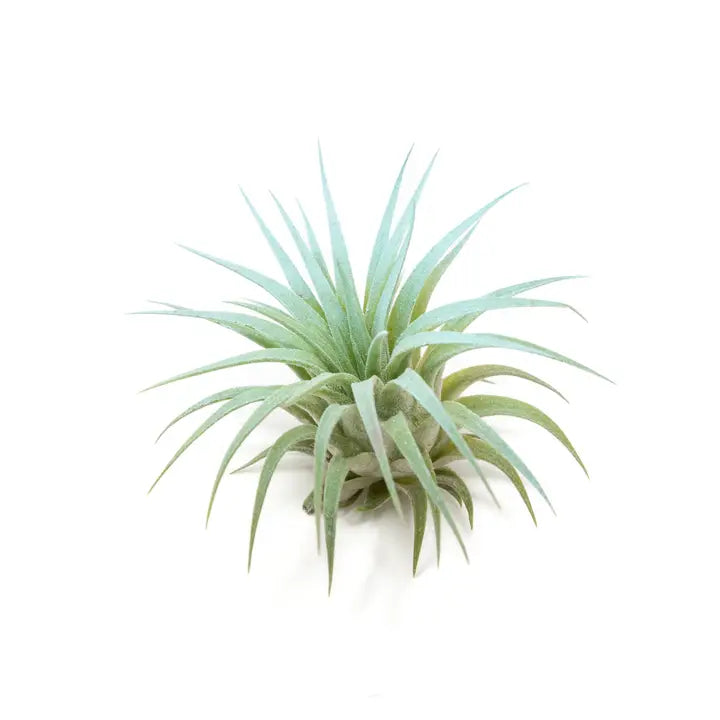 Tillandsia Ionantha Rubra Color Enhanced Air Plants