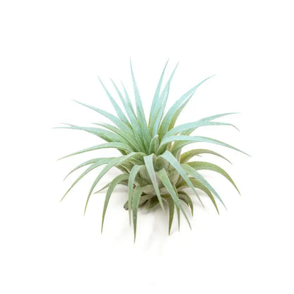 Tillandsia Ionantha Rubra Color Enhanced Air Plants