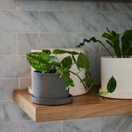 Easton Pot