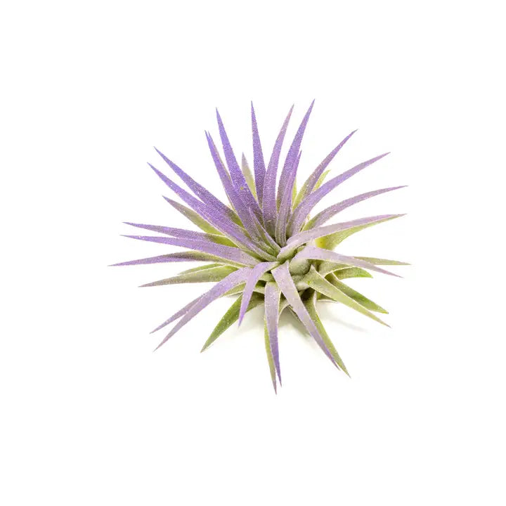 Tillandsia Ionantha Rubra Color Enhanced Air Plants