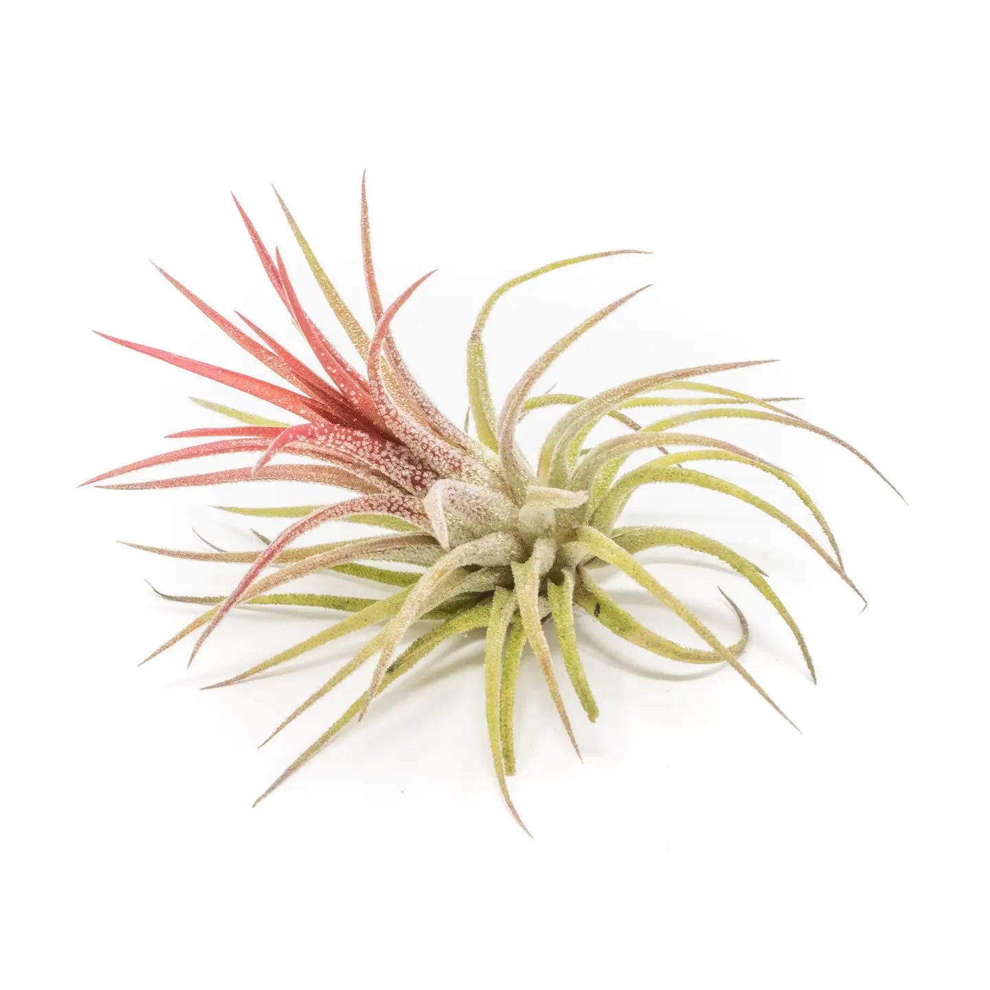 Tillandsia Ionantha Fuego Air Plants