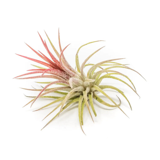 Tillandsia Ionantha Fuego Air Plants