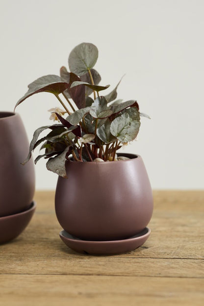 Dalton Pot w/ Saucer
