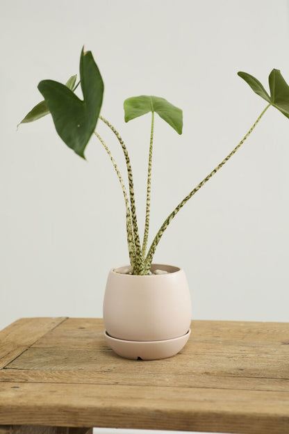 Dalton Pot w/ Saucer