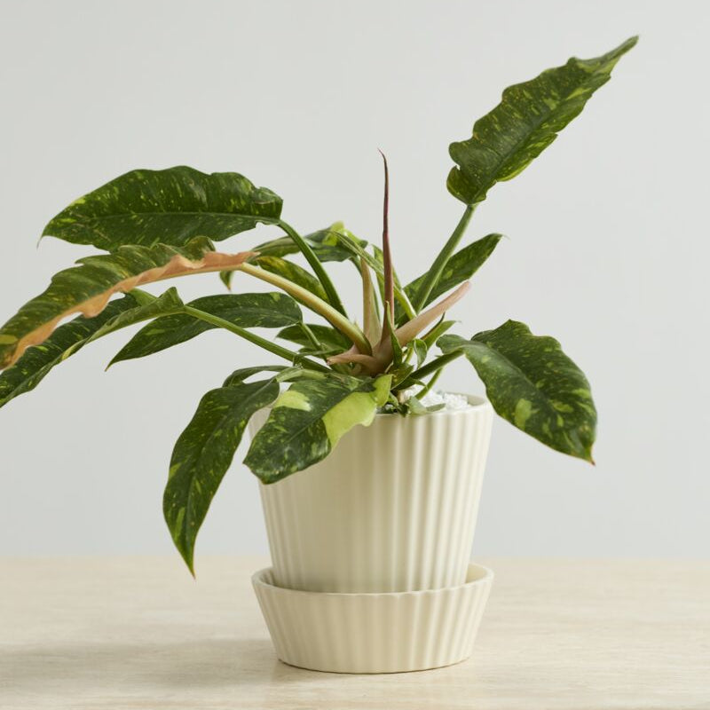 Quincy Pot w/ Saucer