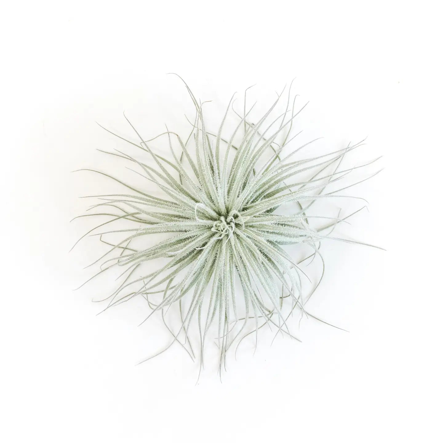 Tillandsia Tectorum Ecuador Air Plants