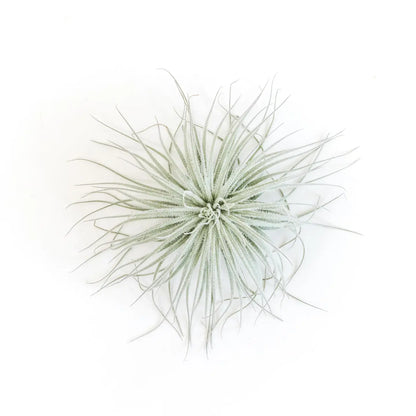 Tillandsia Tectorum Ecuador Air Plants