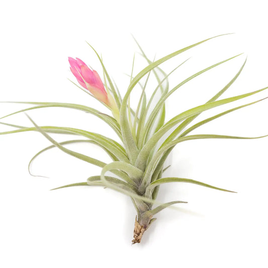 Tillandsia Stricta Hybrid Air Plant