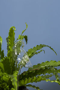 Trickle Glass Watering Tube