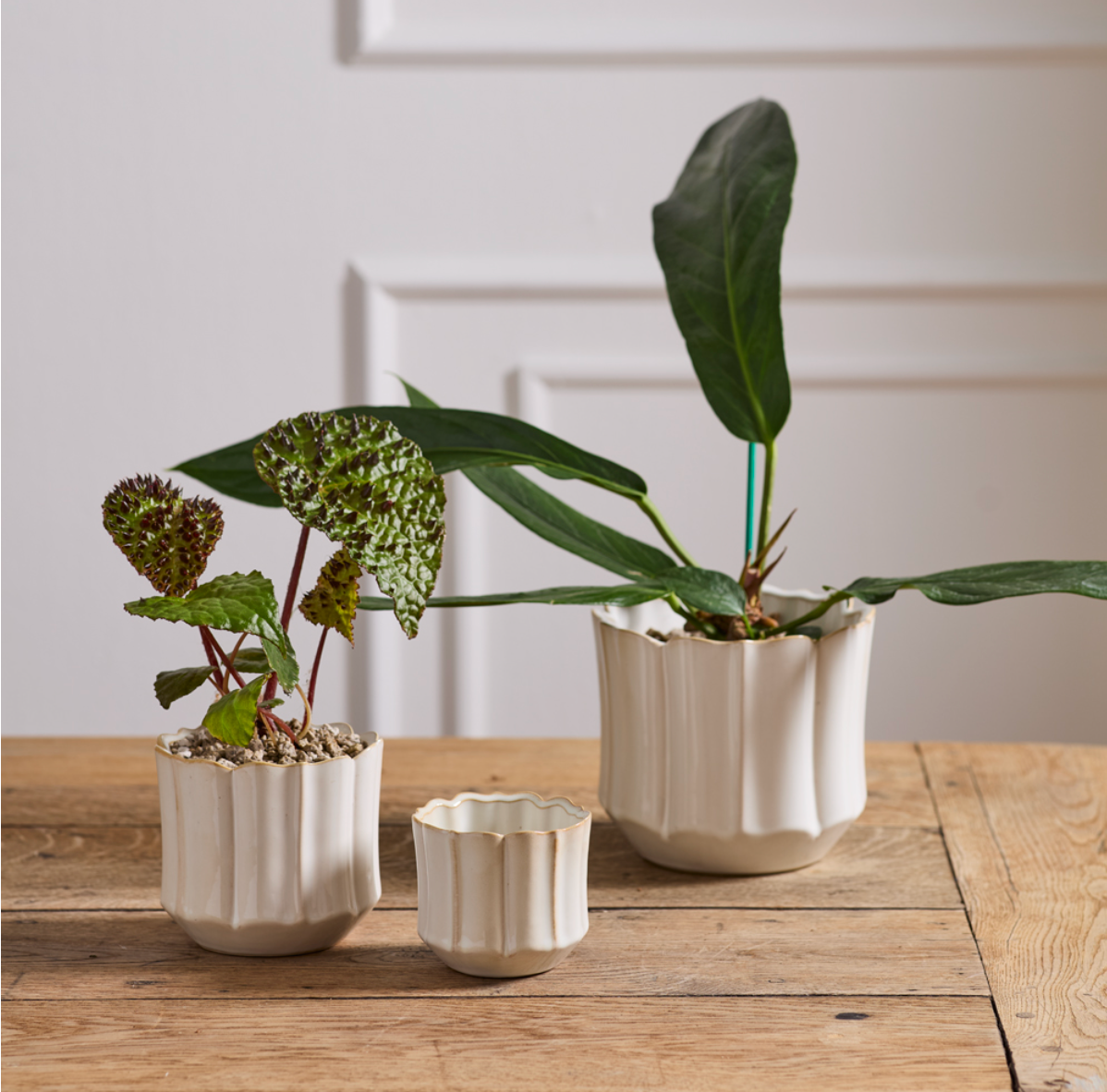 Cream Everleaf Pot