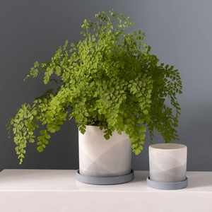 Keppel Pot holding a plant 
